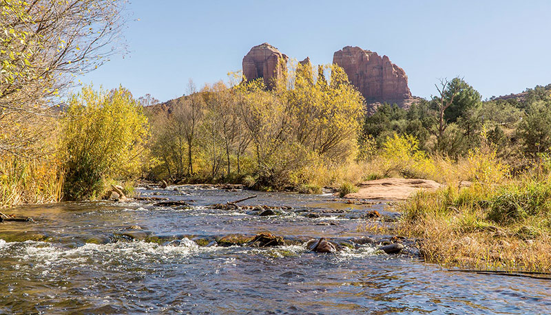 river and trees