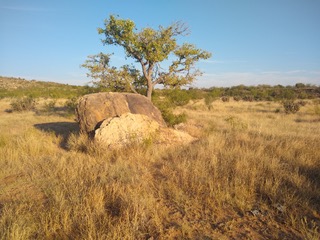 Tree and Dakota Sandstone boulders on the Tequesquite Ranch near Albert, NM.